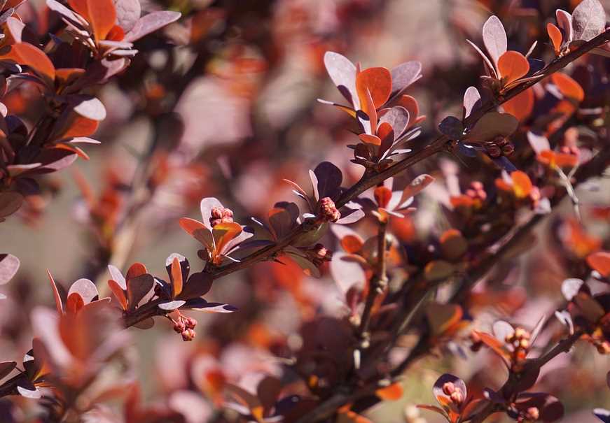 Berberis Kırmızı Yaprak