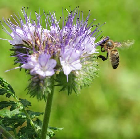 Arı Otu Tohumu (Phacelia)