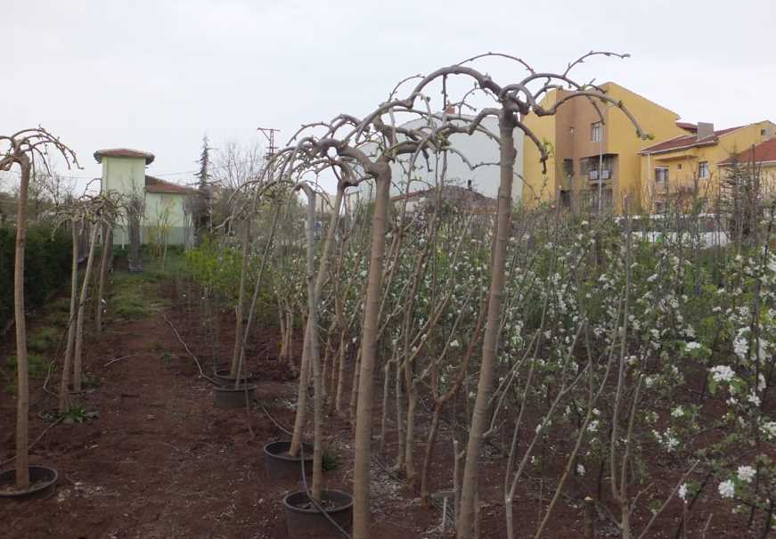 Pendula (Ters) Dut