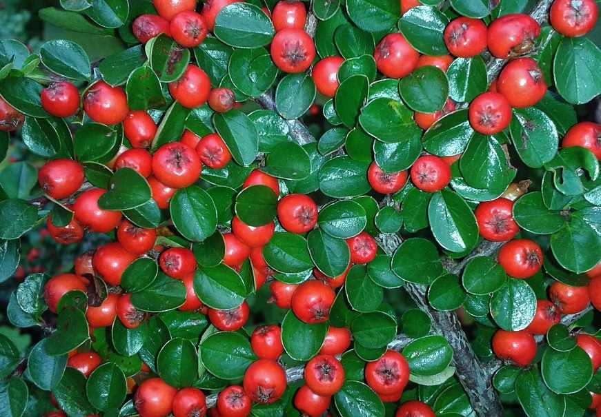 Cotoneaster Yaprak Döken/Dökmeyen